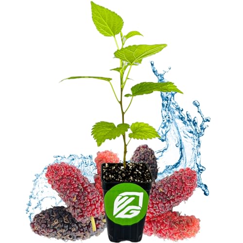 Black Mulberry Tree Live Plant R16895