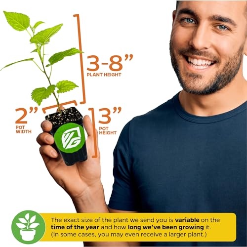 Black Mulberry Tree Live Plant R16895