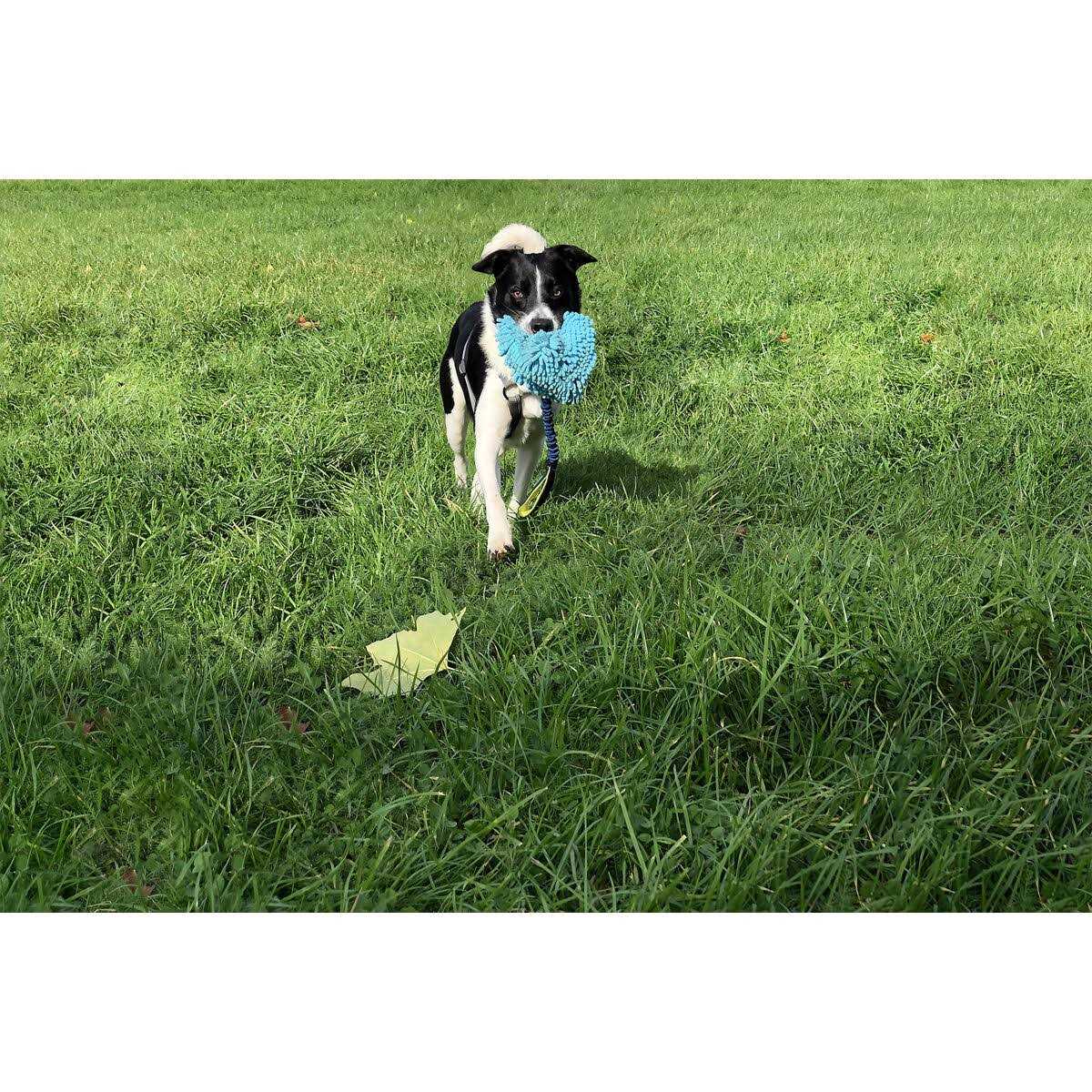 Dog Toy L70852