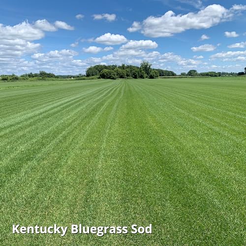 Blue Panther Kentucky Bluegrass Grass Seed (25 lb) K741