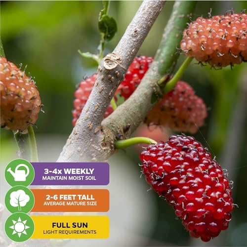 Black Mulberry Tree Live Plant R16895