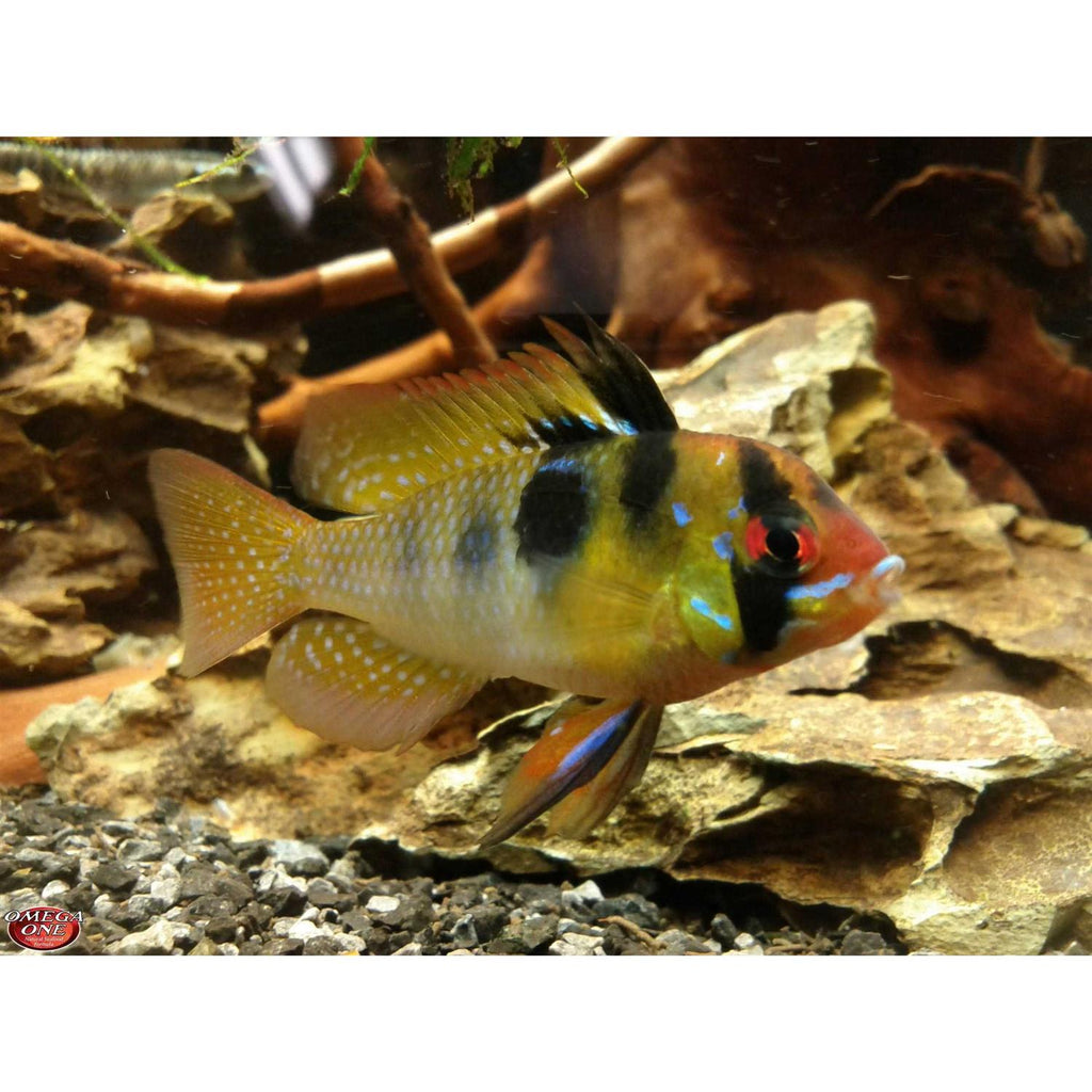Freshwater Flakes G42196