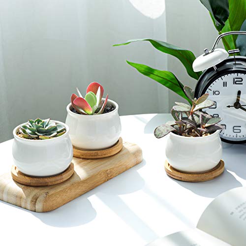 White Ceramic Mini Succulent Pots with Bamboo Trays Set of 6 Q783