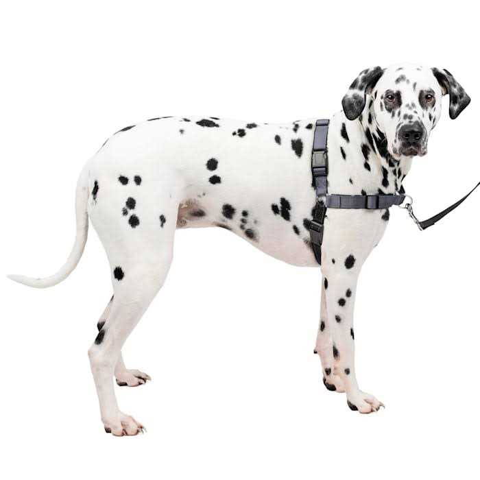 Easy Walk Harness Y483