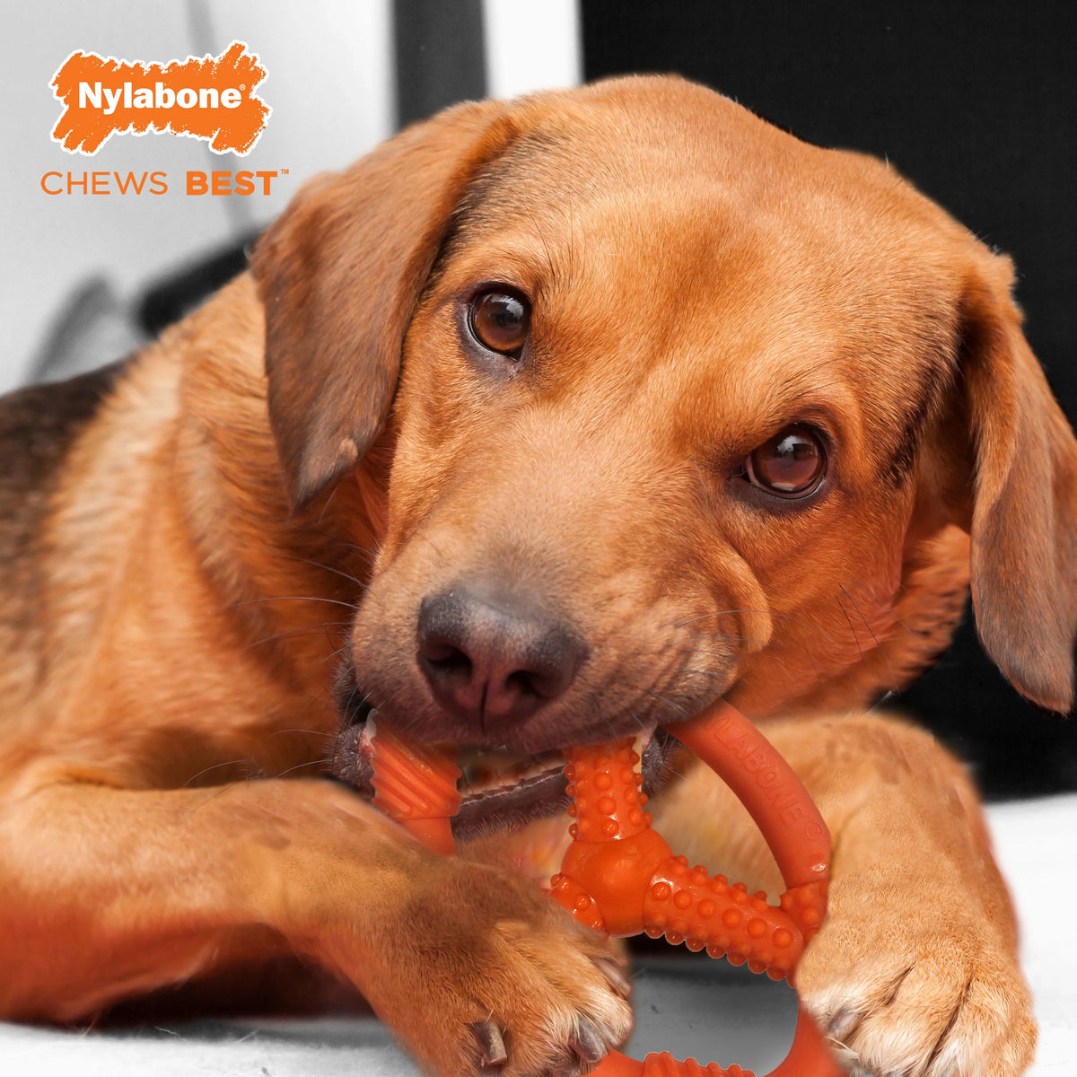 Moderate Chew Flexible Oval Ring for Dogs W3981