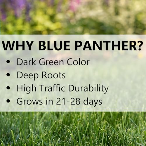 Blue Panther Kentucky Bluegrass Grass Seed (25 lb) K741