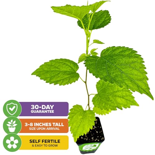 Black Mulberry Tree Live Plant R16895