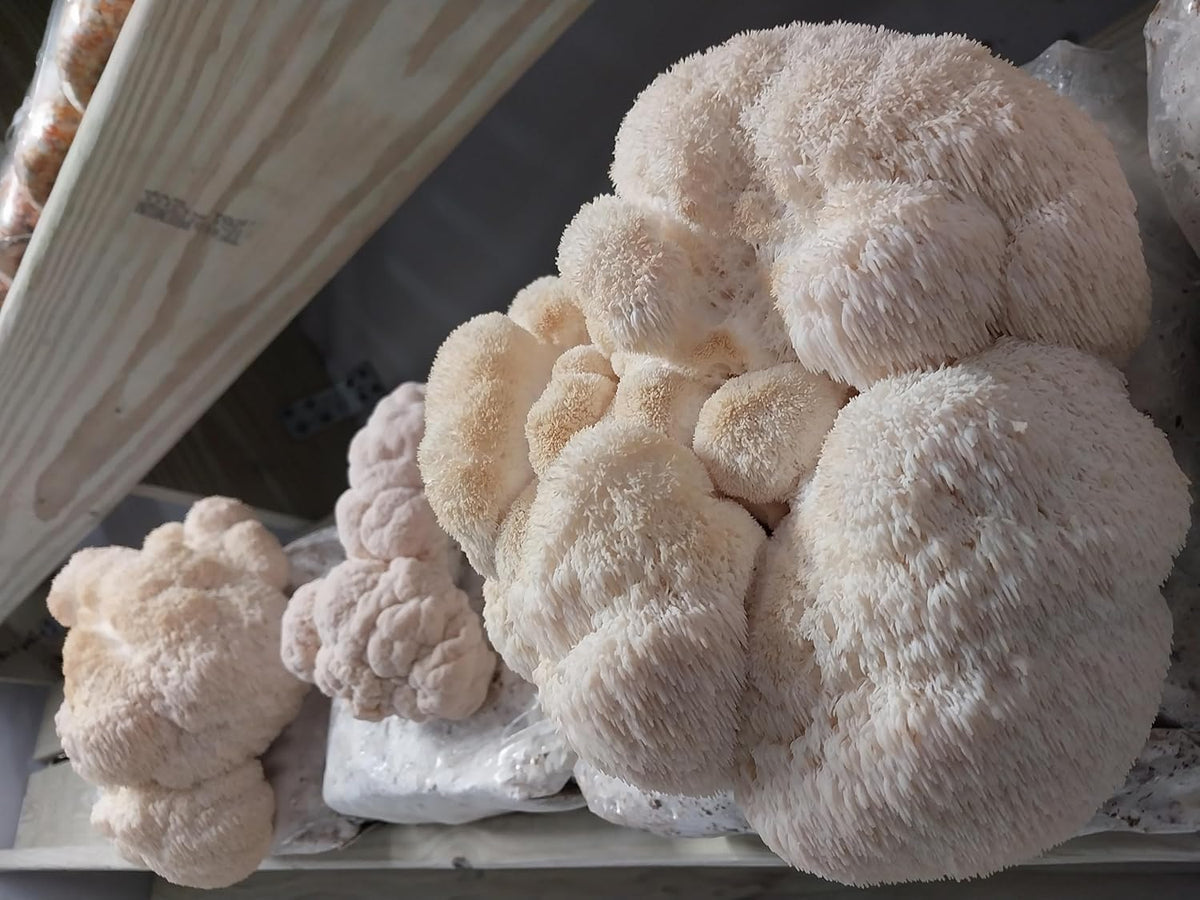 100 Lion's Mane Mushroom Plug Spawn S2318