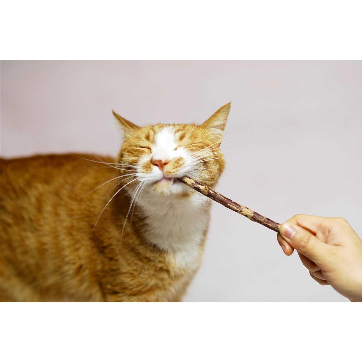 Silver Vine Stick Cat Chew Toy V416