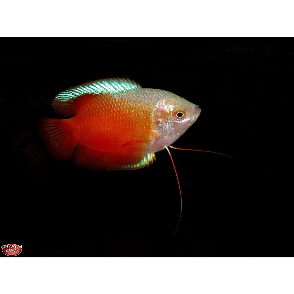 Freshwater Flakes G42196