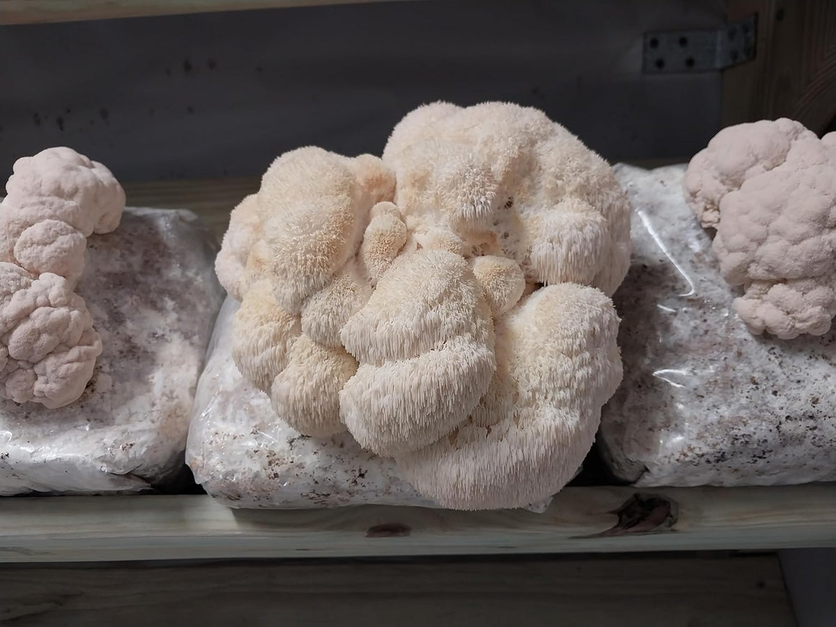 100 Lion's Mane Mushroom Plug Spawn S2318