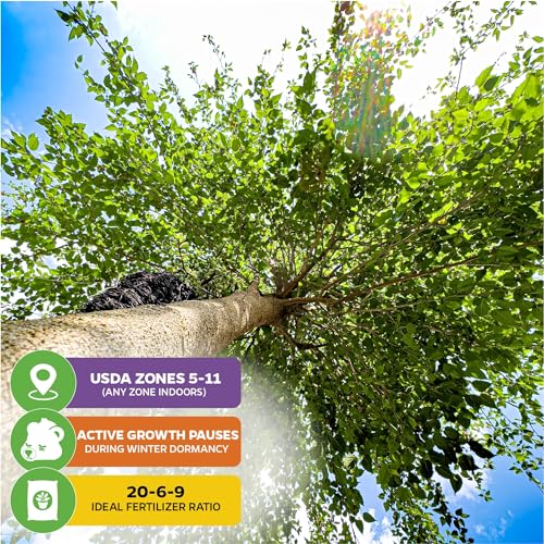 Black Mulberry Tree Live Plant R16895