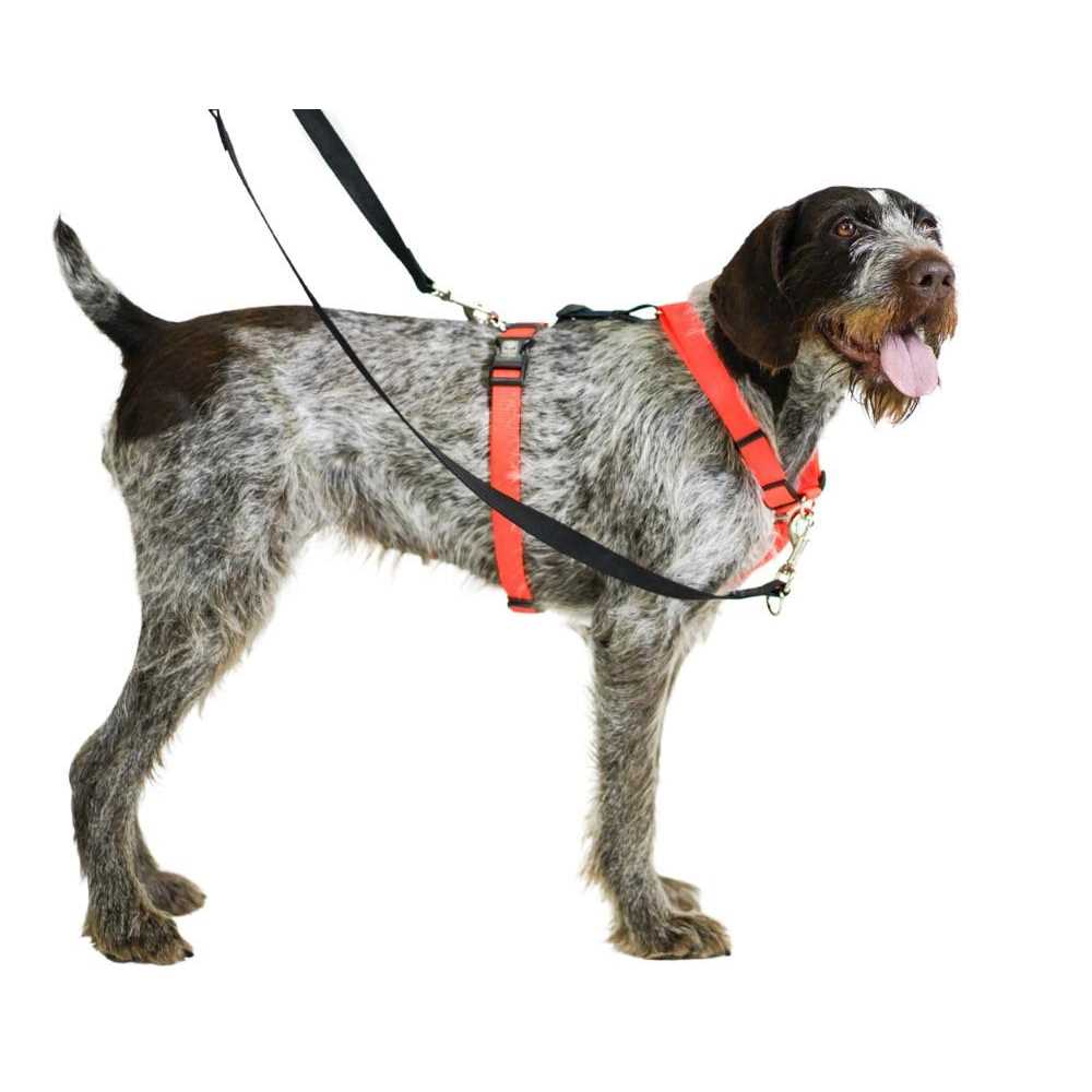 Buckle-Neck No-Pull Dog Harness Y814081