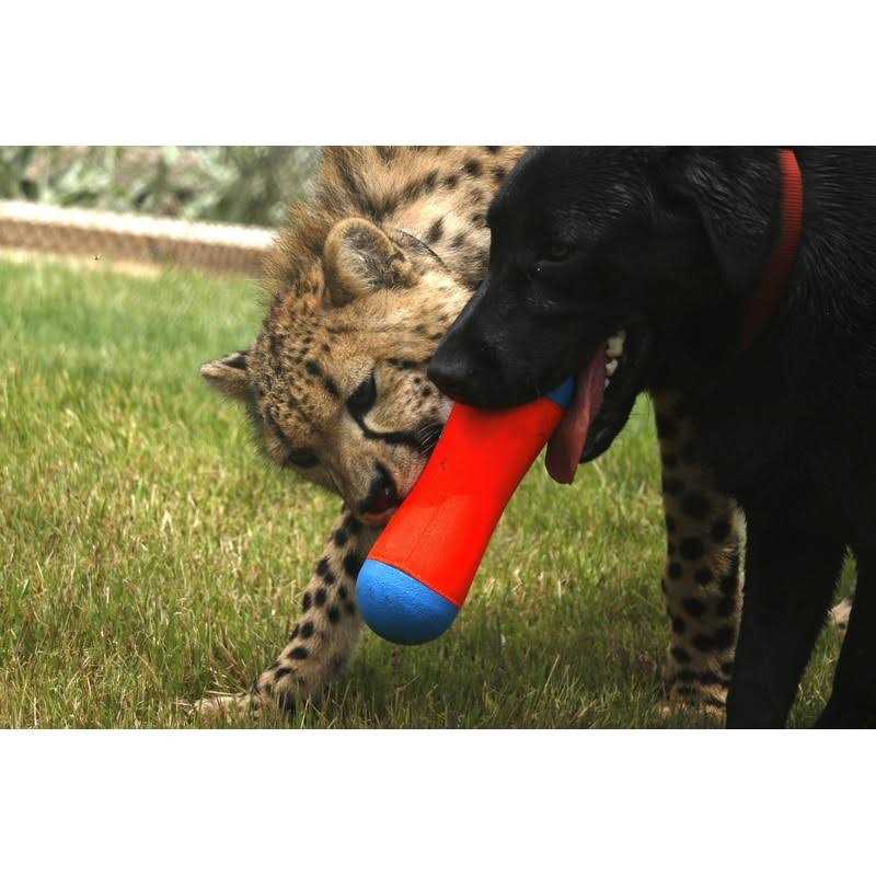 Dog Toy T656368