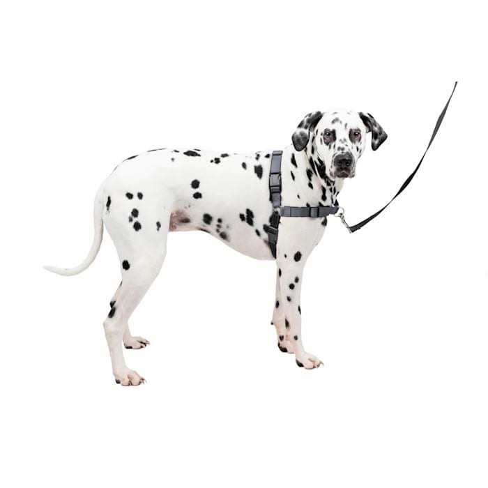 Easy Walk Harness Y483